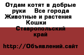 Отдам котят в добрые руки. - Все города Животные и растения » Кошки   . Ставропольский край